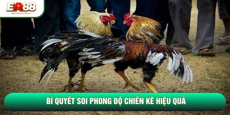 Bí quyết soi phong độ chiến kê hiệu quả Bí quyết soi phong độ chiến kê hiệu quả