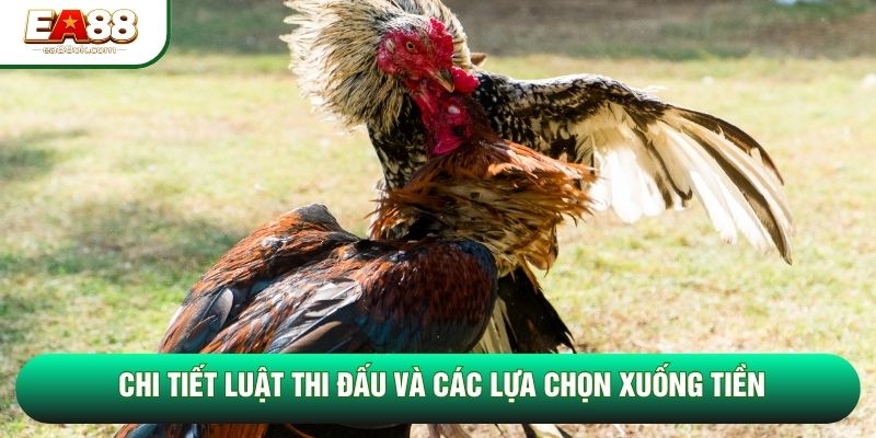 Chi tiết luật thi đấu và các lựa chọn xuống tiền Chi tiết luật thi đấu và các lựa chọn xuống tiền