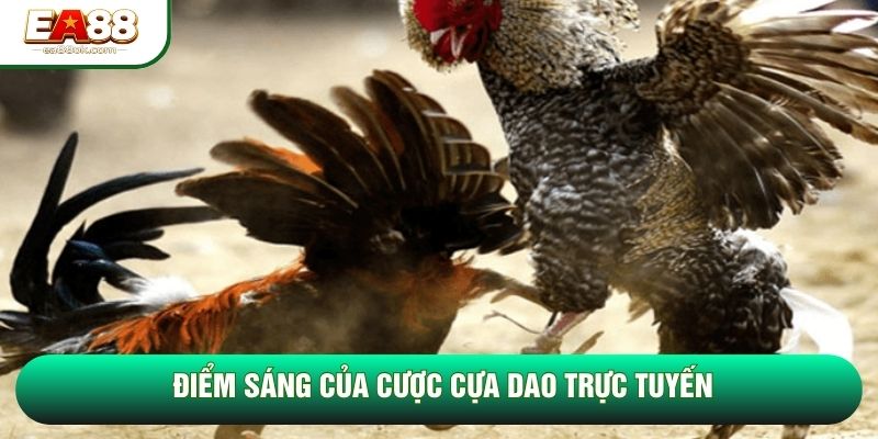 Điểm sáng của cược cựa dao trực tuyến