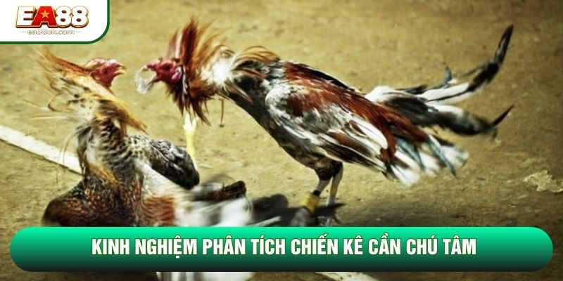 Kinh nghiệm phân tích chiến kê cần chú tâm