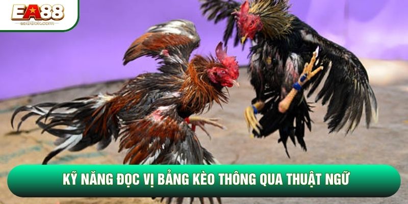 Kỹ năng đọc vị bảng kèo thông qua thuật ngữ