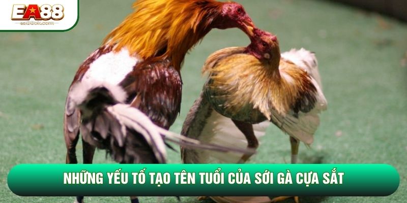 Những yếu tố tạo tên tuổi của sới gà cựa sắt Những yếu tố tạo tên tuổi của sới gà cựa sắt