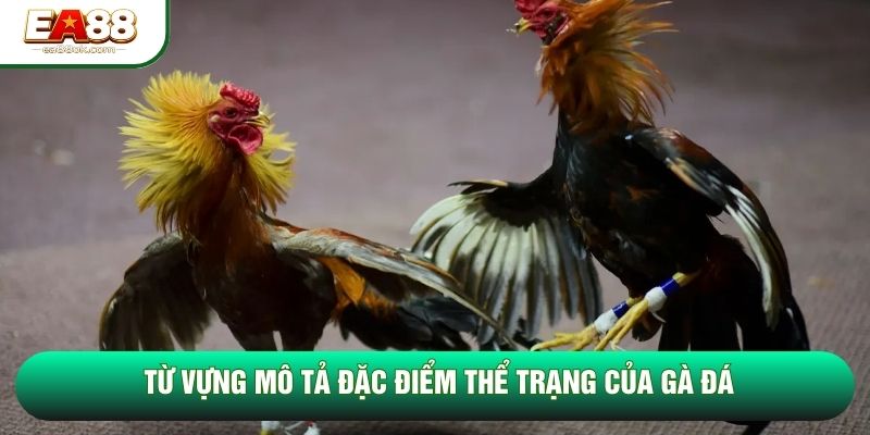 Từ vựng mô tả đặc điểm thể trạng của gà đá